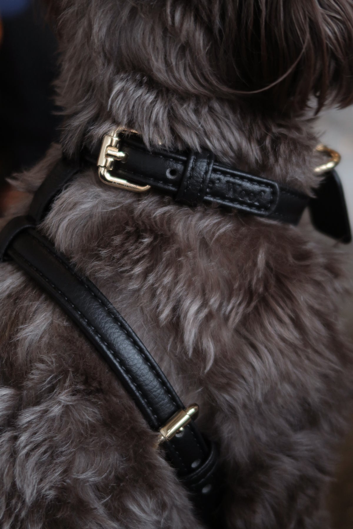 Noir Onyx Harness